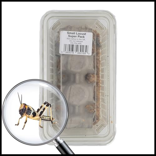 Livefoods4u Small Locust Live Food (10-12mm) Super Tub of 40 - Perfect for Reptiles and Lizards - Sustainably bred