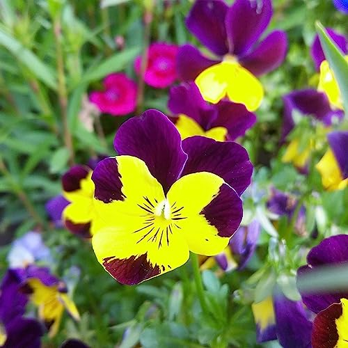 PERZOE 100 Stück wilde Stiefmütterchen-Samen, Pflanze, Hausgarten, Bonsai, Viola, dreifarbige Blume, DIY-Dekor Stiefmütterchen-Samen