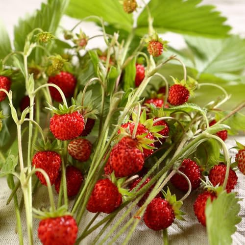 fresa silvestre comprar semillas, variedades antiguas fresas silvestres orgánicas, interior 250pcs