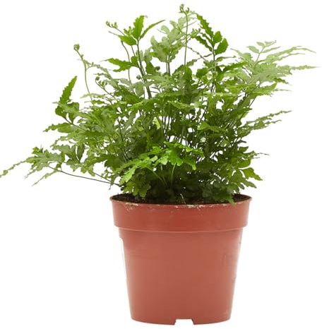 Verdecora Helecho variedades en maceta Ø13cm Planta de Interior de Hojas Verdes Frondosas | Ideal para Decoración de Hogar y Oficina | 1 unidad