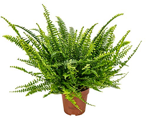 Bloomique - Nephrolepis Green Lady - Fougère de Boston - Plante d’intérieur - Dépolluante - Pet Friendly - 20-30 cm de Haut - Pot 12 cm