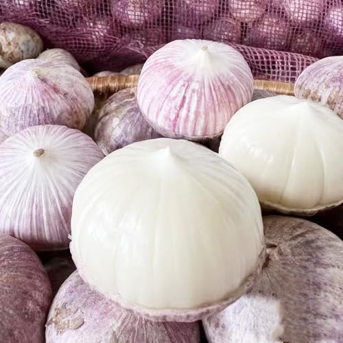 6 piezas Bulbos ajo - bulbos temprana de interior purificadoras de aire, jardín, balcón resistentes para jardín,