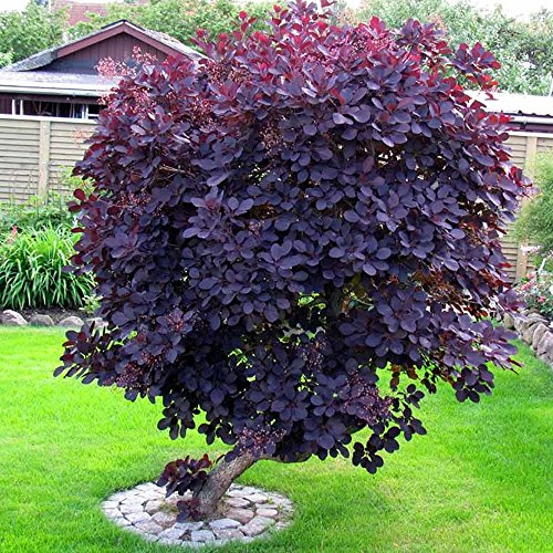 Cotinus coggygria Royal Purple (Albero della Nebbia Porpora Reale) Arbusto da Giardino da Esterno a Foglia Caduca Resistente in Vaso – Ideale per Aiuole, Bordure e altro