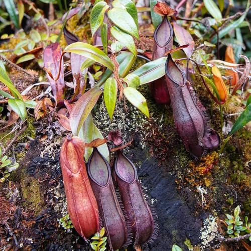 Semi di carnivora Nepenthes mix di resistenti per il giardino vecchie varietà, resistenti 75pcs