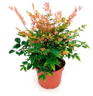 Planta natural Nandina Domestica, 30-40 cm. Bambu Sagrado, Bambu Celestial. Arbusto ornamental con hojas coloridas y crecimiento compacto. Segura Garden.