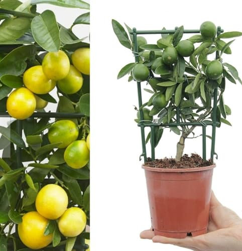 Citrus limequat Tree on Frame - Live Potted Plant in 12 cm Pot Approx 30 cm Tall