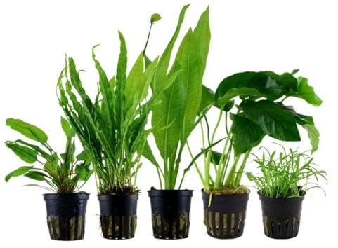 AquaOne Aquarium Pflanzen I Die 5 pflegeleichten Wasserpflanzen für Anfänger I Einsteiger Aquarienpflanzen I Langsam wachsende Anubias Microsorum I Basic Starter Set