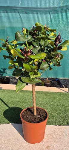 Citrus citronträd stjälk 50–60 cm – citroncitroncitron i kruka, medelhavskrukväxt för balkong och terrass, dekorativ citronväxt, doftande och lättskött