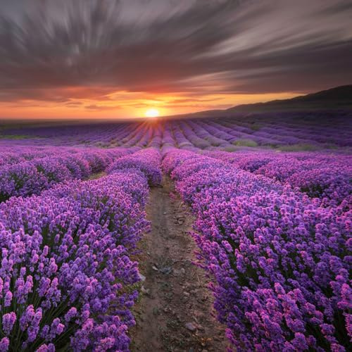 semi resistenti di lavanda - balconi tappezzante primaverili giardino vecchie varietà 1000pcs