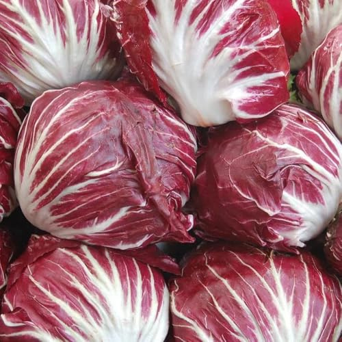 semillas de achicoria organicas interior, jardín, frescas. lecho balcón 400pcs