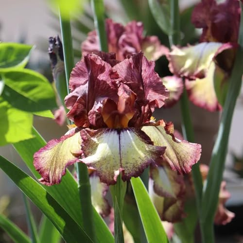 semillas de iris, raras iris tectorum, semillas de variedades antiguas comprar Las de jardín son resistentes de balcón 250pcs