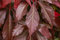Parthenocissus quinquefolia 'Engelmannii' 80–100 cm – Winterhart, Mehrjährig, Pflegeleicht – Wilder Wein (Jungfernrebe) – Kletterpflanze für Fassade & Rankhilfe