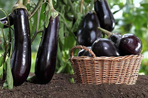 Semi di melanzane da piantare 400 - Non OGM - Melanzane lunghe e grandi - Seme biologico - ALTA Germinazione - ALTA PRODUZIONE