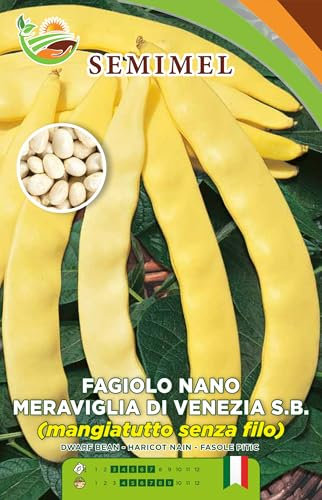 Fagiolo Nano Meraviglia di Venezia Seme Bianco Grosso e Rotondo Baccello Giallo Intenso 3 Confezioni