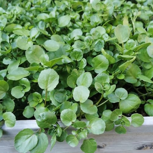semillas de berro perenne - jardín de rocas, resistentes Comprar de invierno para balcón interior 300pcs