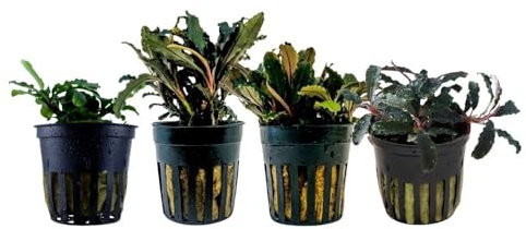 AquaOne Akvarium växter I 4 x Bucephalandra vattenväxter I Sittare akvarieväxter I Kedagang bukit bukelam röd blå grön I enkelt nanobassäng set