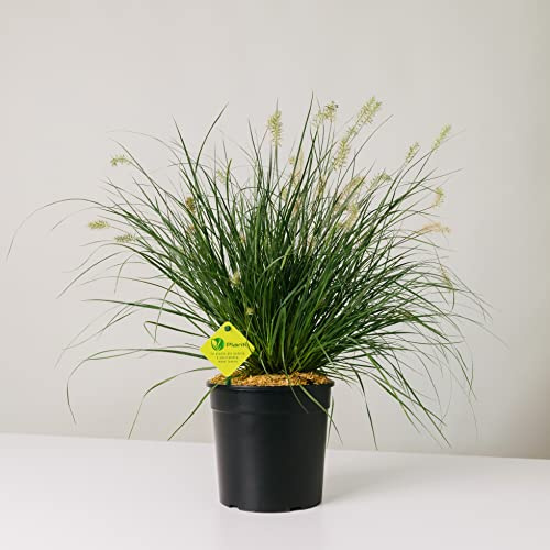 Plantì PENNISETUM Pianta Sempreverde da Siepe ed Esterno, Longeva e Versatile, Effetto Fontana – Vaso 19 cm (Pennisetum Little Bunny)