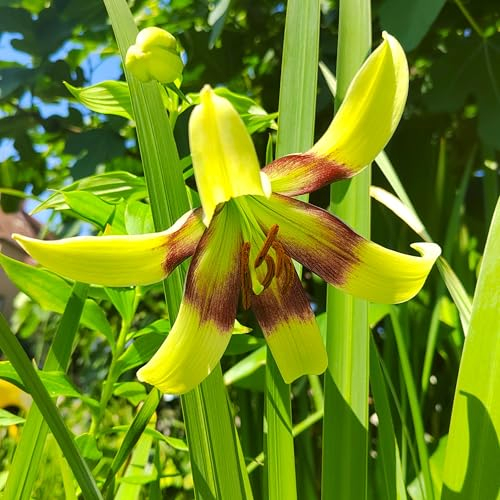 Lilienzwiebeln : Lilie Lilium species nepalense Wildlilie 1 Blumenzwiebeln