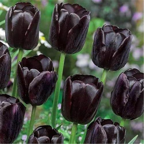 Bulbi tulipani, bulbi perenni resistenti all'inverno per la semina in interni ed esterni-4 cipolle-b