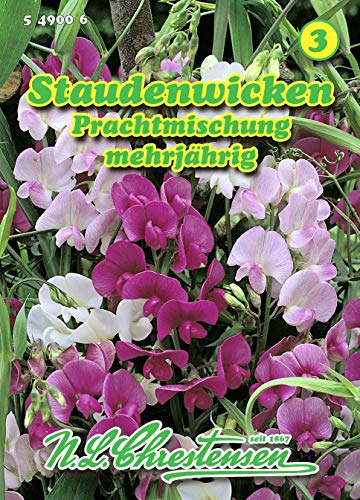 Lathyrus latiflolius, Staudenwicken, Prachtmischung mehrjährig N.L.Chrestensen