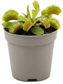 Dionaea Muscipula Planta Carnívora de Trampas Maceta 8 cm Altura 10 cm Planta Carnívora de Interior para Decorar con Estilo DECOALIVE