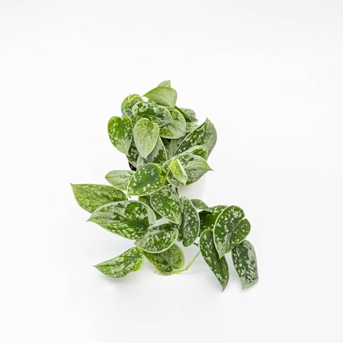 Pianta vera di Pothos pictus Silvery Ann - Diametro Vaso Ø 14 cm
