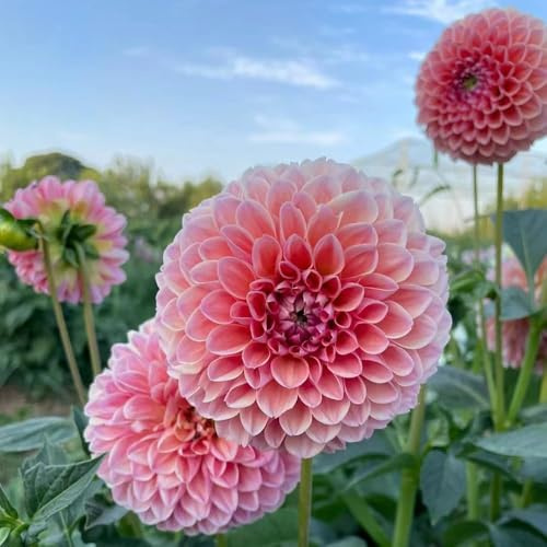6 pezzi bulbi di dalia - bulbo da giardino resistenti, per decorazione bulbi antichi balcone giardino