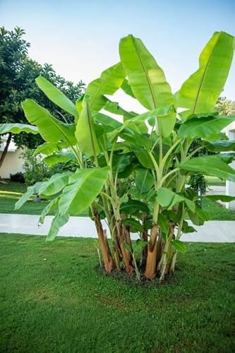 Darjeeling Banana Tree Seeds for Planting (5 Seeds) - Musa sikkimensis - Excellent Indoor Banana Plant