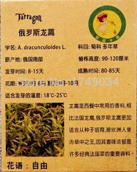 Potseed Tasso di Germinazione del 99% Semi di Dragoncello, Dragoncello Russo, Vaniglia Specie ca. 25 Particella