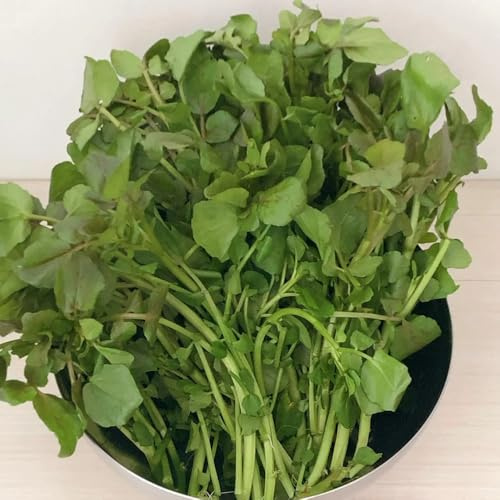 semillas de berro organicas jardín, orgánicas, exóticas, balcón de jardín que cubren 50pcs