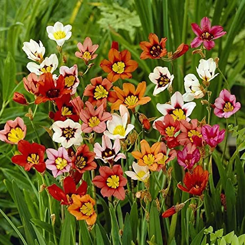 15 x Sparaxis Tricolor Mixed – Spring Flowering Bulbs – Harlequin Flower – Hardy Perennial – Long-Lasting Blooms for Cut Flowers – for Your Beautiful Garden