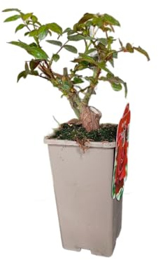 Rosal de Jardín – Planta Natural con Flores Exuberantes en una Variedad de Colores