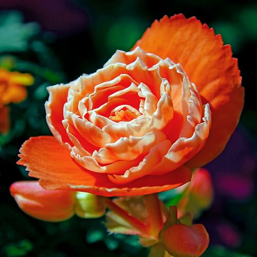 Bégonia Double Orange, 5 bulbes de bégonia de Hollande, Véritable plante de bégonia en pot (pas de graines et pas artificiel), vivace pour pots et balcons, pas rustique.