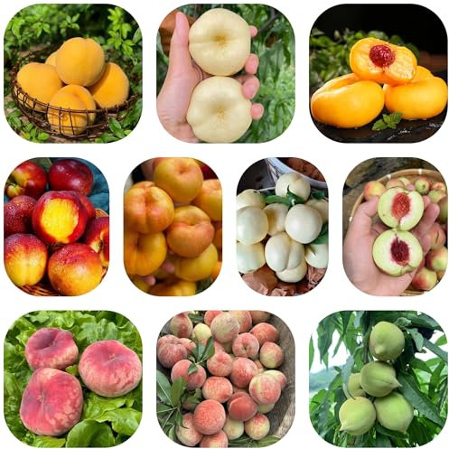 pfirsichbaum winterhart samen, exotische pflanzen, balkon pflanzen winterharte pflanzen für balkon, samen bio kletterpflanzen winterhart, säulen obstbäume pflanze, exotische früchte 5pcs