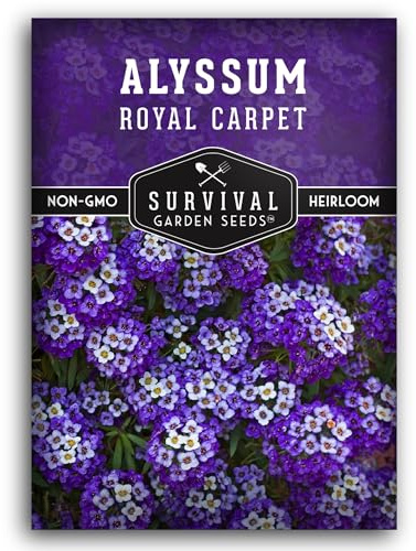 Alyssum Seeds for Planting - Sweet Royal Carpet Purple Variety - Fragrant Perennial Flower & Ground Cover - Heirloom Non-GMO - Survival Garden Seeds (1 Pack)