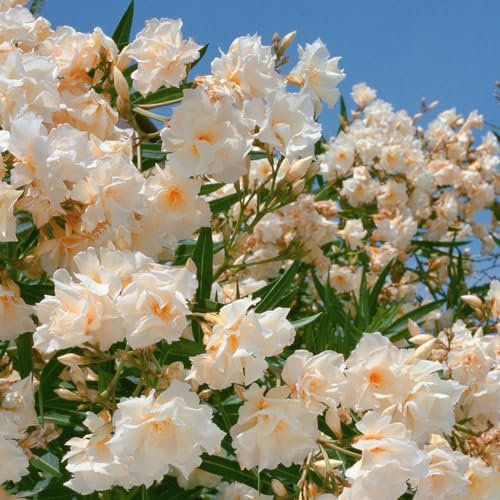 10 pcs oleander samen gartenpflanzen oleander pflanzen winterhart topfpflanzen blumensamen mehrjährig winterhart pflanzen garten wildblumensamen mehrjährig winterhart stauden winterhart