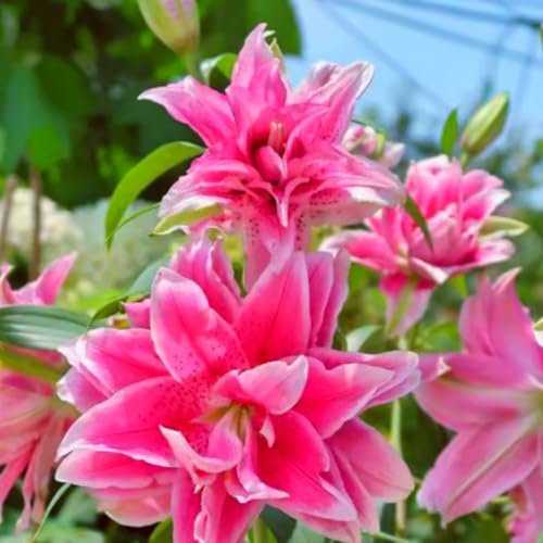 Giglio doppio profumato di alta qualità, bulbo resistente, perenne, profumato per il giardino e la decorazione d'interni-2 Bulbos-A