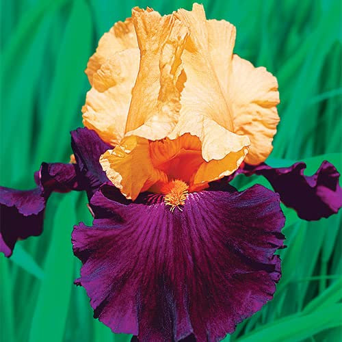 Bulbs for Planting Now UK/Strong Plants That Grow Fast/Golden Jade Carving Feels Good Iris