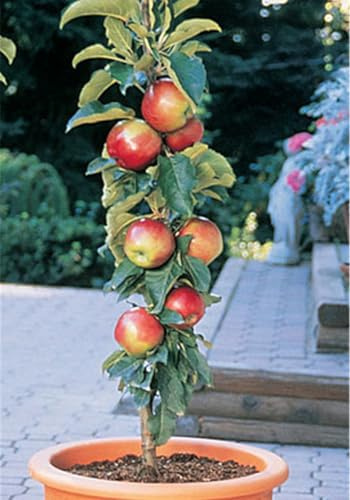 Frutal Manzana de Raíz Desnuda -Vigoroso, Resistente, Versátil, Duradero,Robusto, Adaptable-2 rizoma