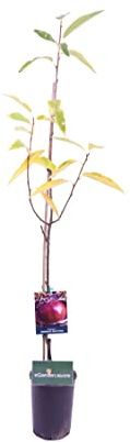 pianta di Castagno Marrone dell'Etna albero di Castagne in vaso innestata certificata Età 2 anni pianta vera di Castagno venduta da eGarden.store