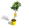 Tropictrees Citrus Limon Zitronenbaum - 70 cm Hoch inkl. Topf | Immergrüner Zitrusbaum für Garten & Innenbereich | Pflegeleicht, Fruchttragend & Duftend