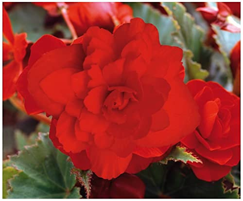 PREMIER SEEDS DIRECT - Begonia Tuberous - Illumination - Scarlet F1-12 PELLETS