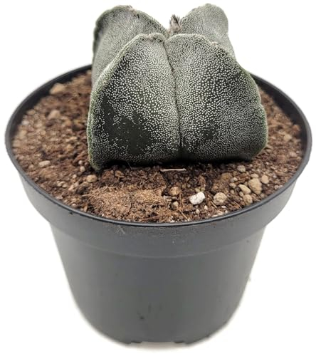 Fangblatt - Astrophytum myriostigma quadricostatum - Sternkaktus - vierrippige Bischofsmütze im Ø 9 cm Topf Gr. m - Rarität unter den Sukkulenten