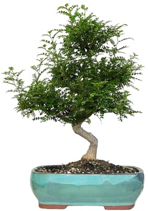 KENTIS - Bonsaï Zanthoxylum Piperitum - Faux Poivrier Bonsai Plante Naturelle Intérieur Exterieur - Plantes d'Appartement Balcon Terrasse - H 60/75 cm Pot 38 cm