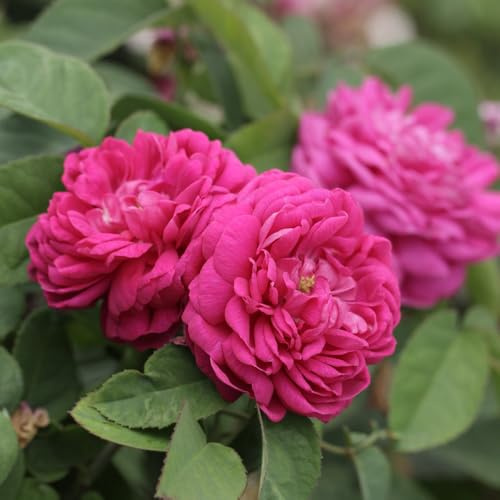 YouGarden Rose 'de Rescht', 1 x Bare Root Damask Shrub Rose, Highly Fragrant Purple Crimson Flowers, Compact, Repeat Flowering, Ready To Plant