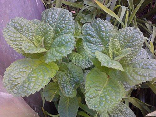 Mentha Piperata (Pfefferminze) 1000 Samen