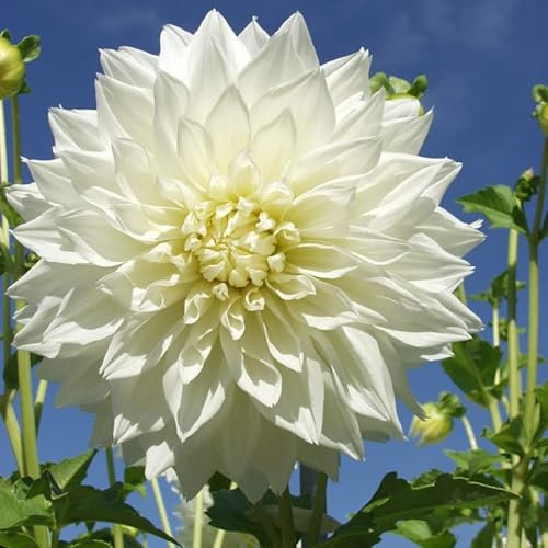 Dahlie Fleurel | 1 Stück | Knolle | Schnittblume | Weiß | 100% Blütegarantie | QFB Gardening