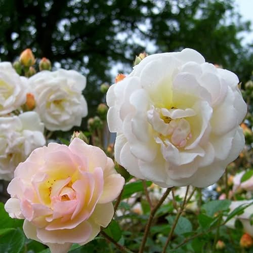 Ramblerrose „Ghislaine de Feligonde (Premium) - zartlachsgelb blühende Topfrose, im 6 L Topf - frisch aus der Gärtnerei - Pfllanzen-Kölle Gartenrose