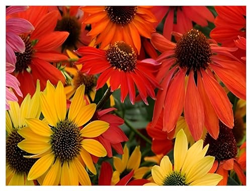 Stauden Gänge 3 x Echinacea purpurea ‚Cheyenne Spirit' (Stauden/Staude/Mehrjährig/Winterhart) Bunter Purpursonnenhut Scheinsonnenhut - sehr Insekten- und Bienenfreundlich - Tolles Farbenspiel