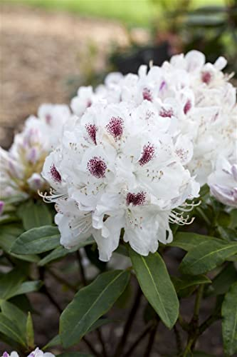 Rhododendron Hybr. 'Schneebukett' 30-40 cm - Rhododendron, weiße Blüten, Blütezeit Mai-Juni, ideal für Halbschatten, immergrün, winterhart